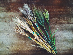Here’s to variety and terroir in grains—from the left: Sonora, Khorasan, Russian Beardless, Purple Barley, Blue Beard, Red Fife. Photo © by JD McLelland.
