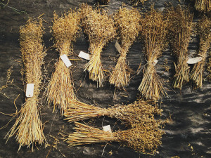 Heirloom varieties of oats, researched at Washington State Univeristy, Mount Vernon, WA. Photo © by JD McLelland.